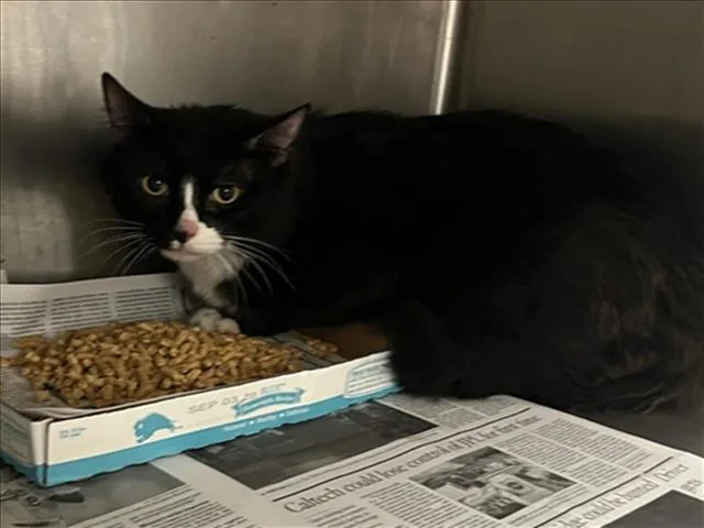 An adult small-sized male Domestic Short Hair cat named Oreo for adoption in Van Nuys, CA