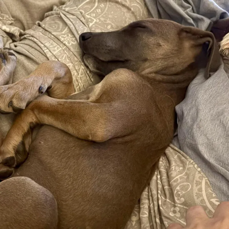 A baby large-sized male Brown / Chocolate Great Dane dog named Coffee for adoption in Raleigh, NC