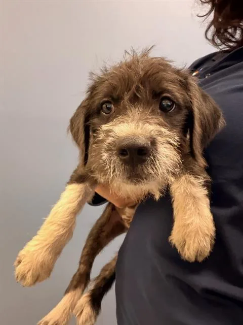 A baby small-sized male German Wirehaired Pointer dog named Domino for adoption in Tustin, CA