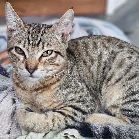 A baby medium-sized male Tabby (Brown / Chocolate) Domestic Short Hair cat named Kit Kat for adoption in Ferndale, WA