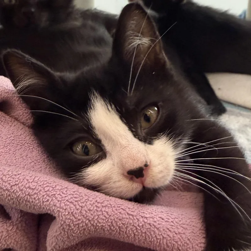 A baby small-sized female Domestic Short Hair cat named Miss Golden Week for adoption in Los Angeles, CA