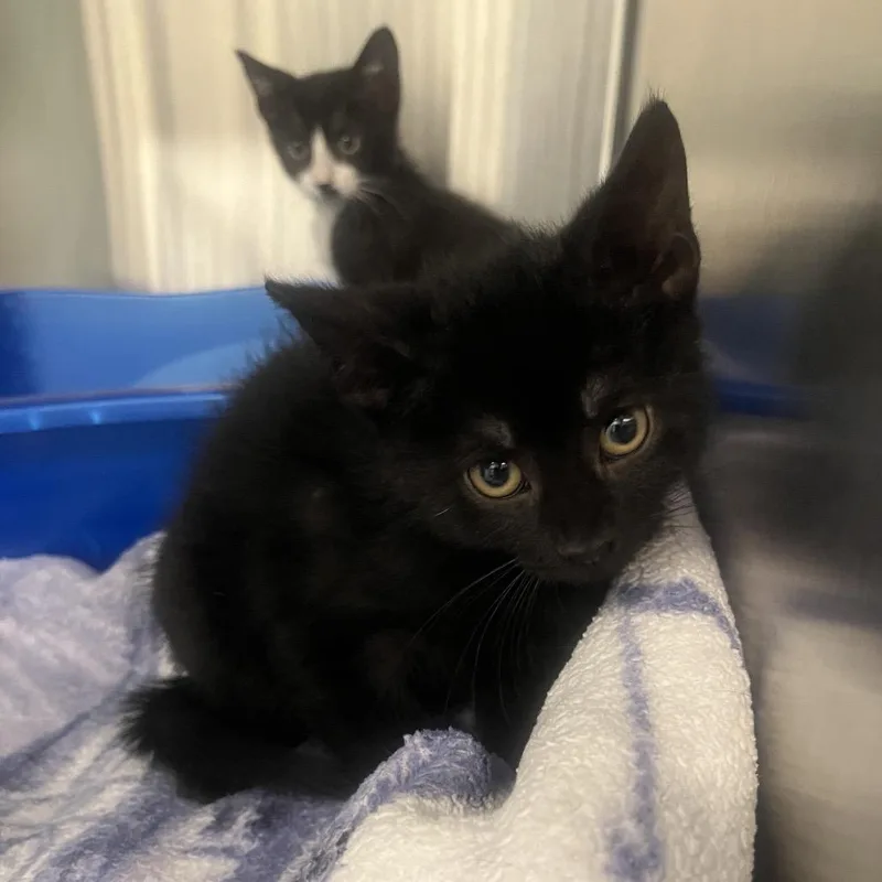 A baby small-sized male Black Domestic Short Hair cat named Sunflower for adoption in Hinsdale, IL