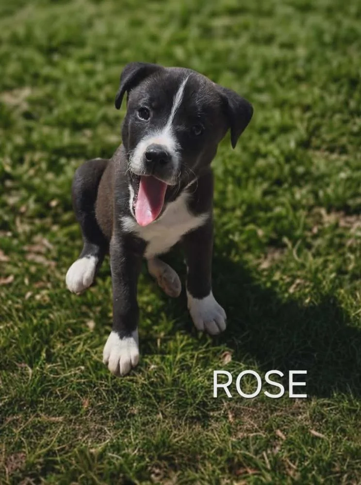 A baby medium-sized female Tricolor (Brown, Black, & White) Husky dog named Rose for adoption in Peoria, IL