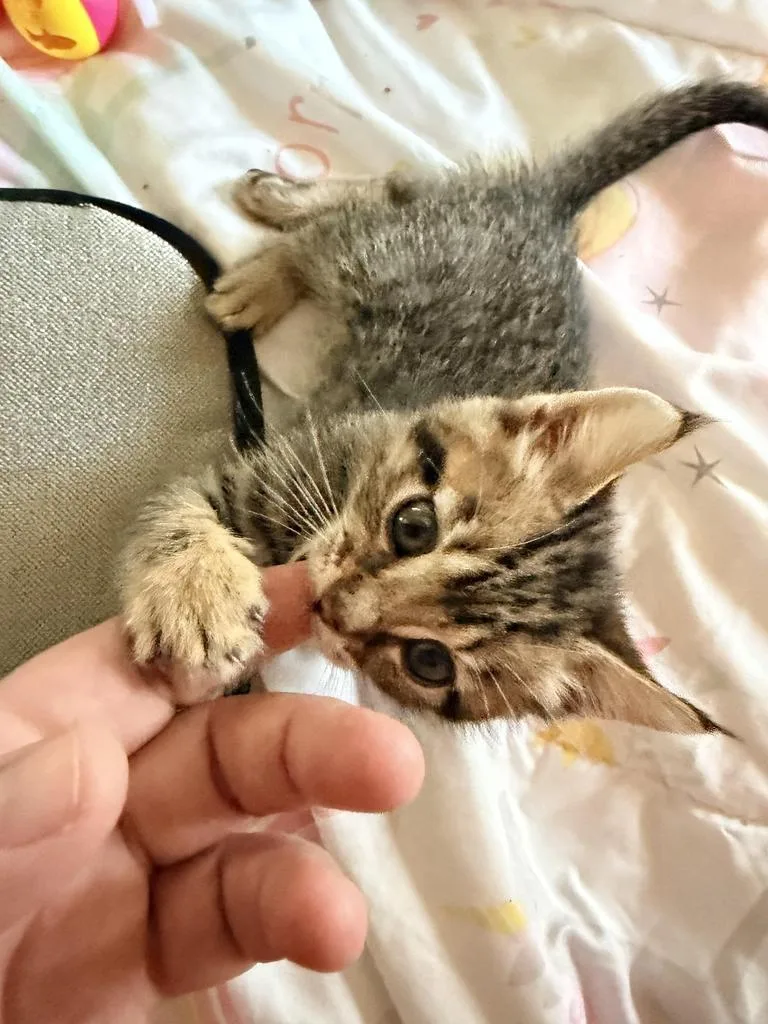 A baby small-sized male Domestic Short Hair cat named Ron Weasley for adoption in Los Angeles, CA