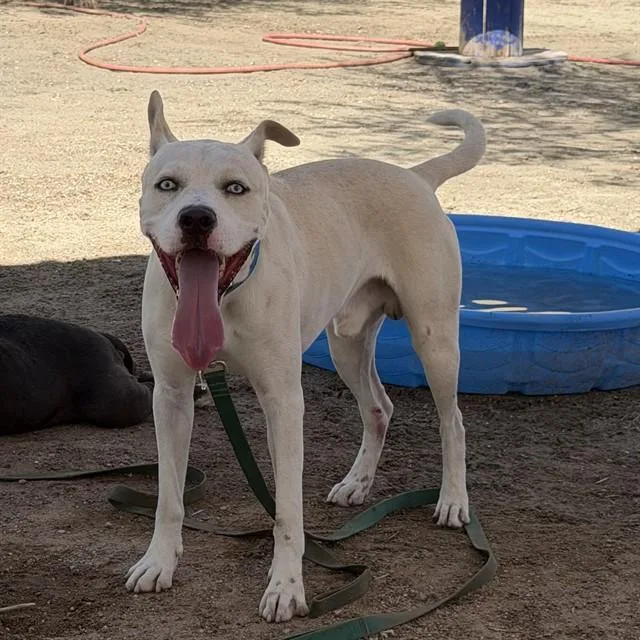 A young large-sized male Pit Bull Terrier dog named Rex for adoption in Thousand Palms, CA