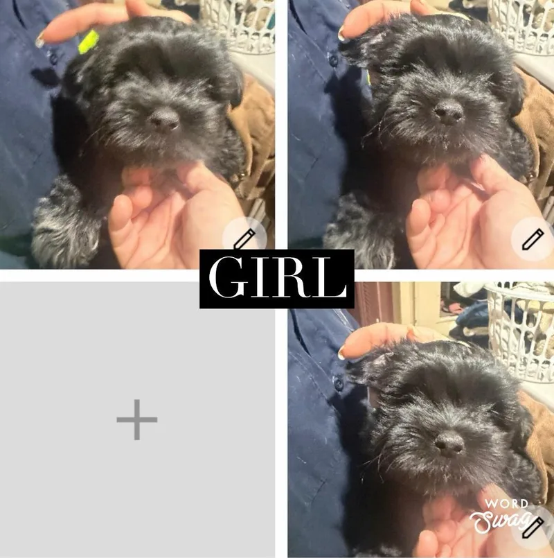 A baby small-sized female Black Shih Tzu dog named Girl Shih Zuchiweenie Puppy for adoption in canyon lake, TX
