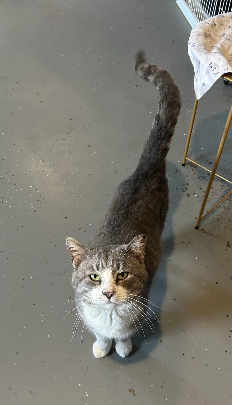 An adult large-sized male Gray & White Domestic Short Hair cat named Tommy for adoption in Landenberg, PA
