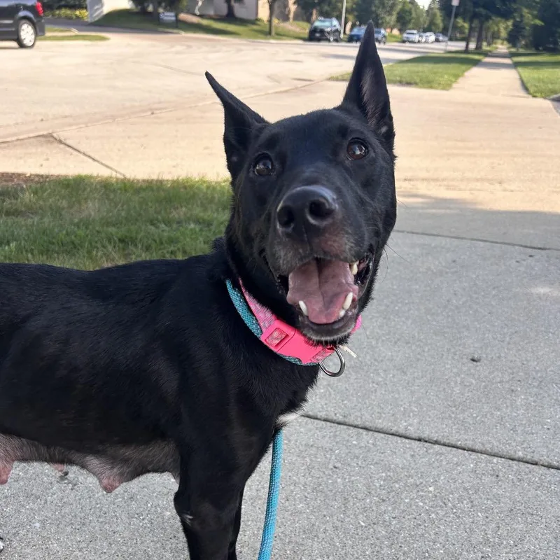 An adult medium-sized female Black Mixed Breed dog named Vivaldi for adoption in Wheeling, IL