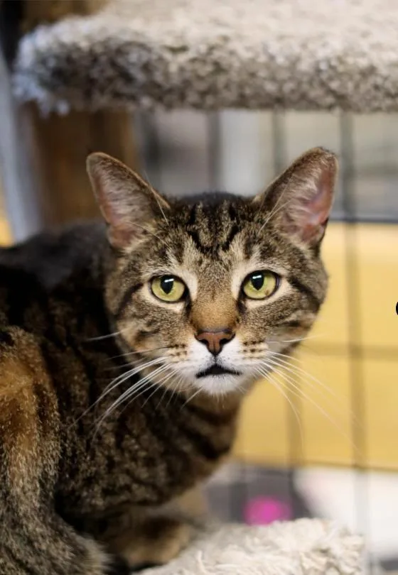 A senior medium-sized female Tabby (Brown / Chocolate) Domestic Short Hair cat named Fancy for adoption in Chicago, IL
