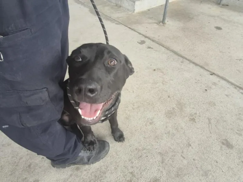 A young large-sized male Pit Bull Terrier dog named Batman for adoption in Texas City, TX