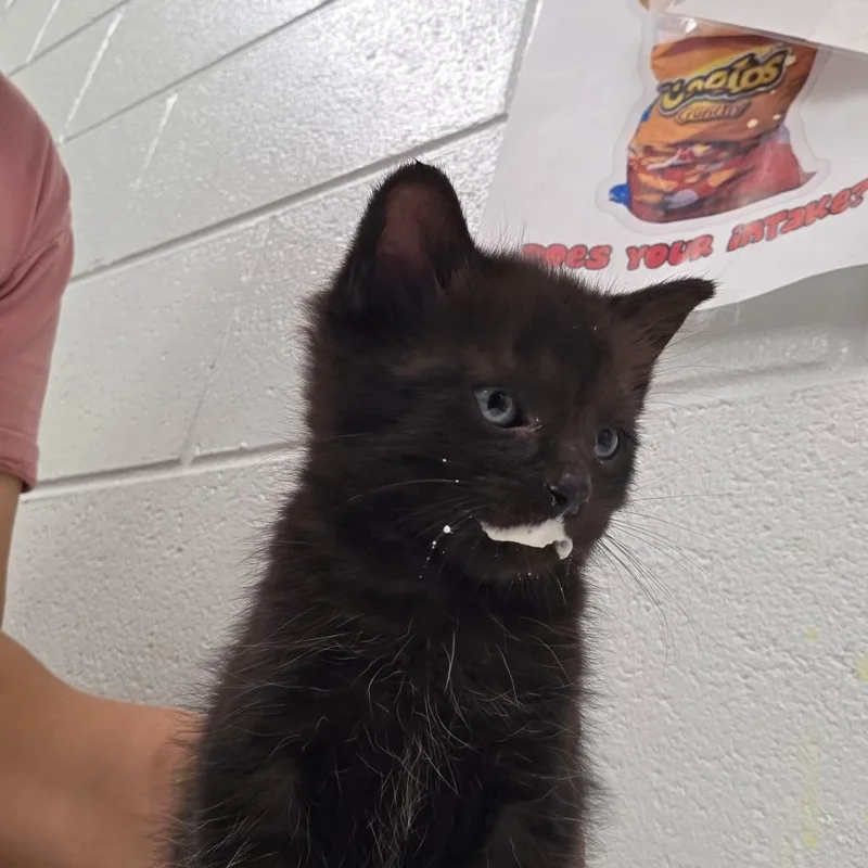 A baby small-sized female Black Domestic Short Hair cat named Waffle for adoption in Chattanooga, TN
