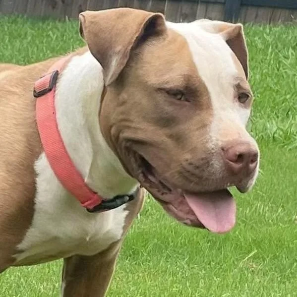 An adult medium-sized female American Staffordshire Terrier dog named Gemma for adoption in Monroe , NC