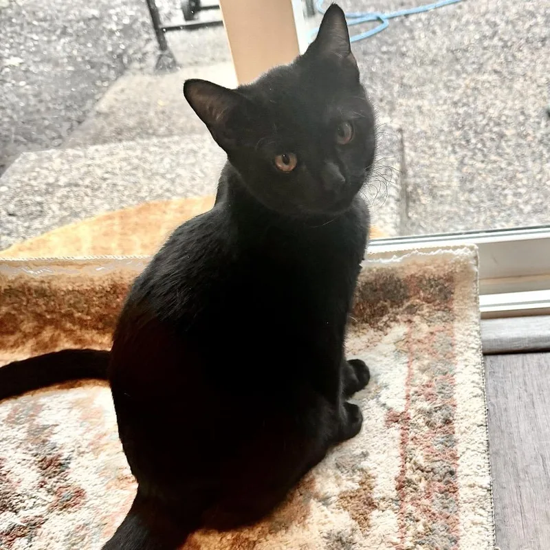 A baby medium-sized male Black Domestic Short Hair cat named Aragog for adoption in Springfield, OR