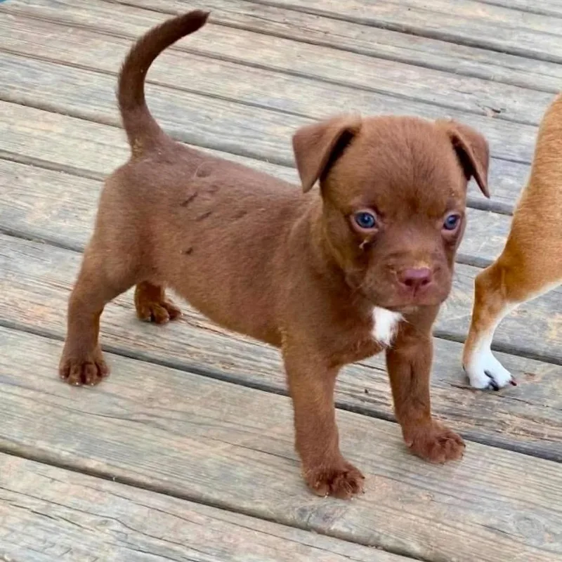 A baby small-sized male Brown / Chocolate Boston Terrier dog named Cullen for adoption in Wadena, MN