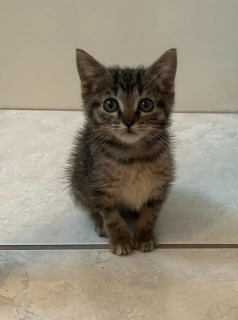 A baby medium-sized female Domestic Short Hair cat named Tiger Lily for adoption in New Braunfels, TX