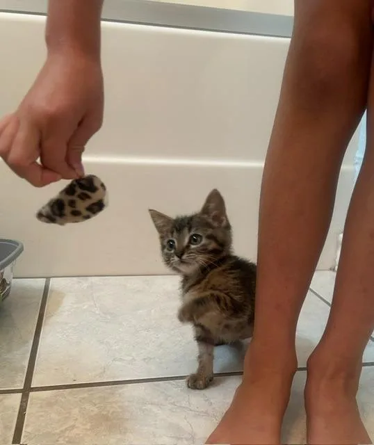 Tiger Lily thumbnail 3