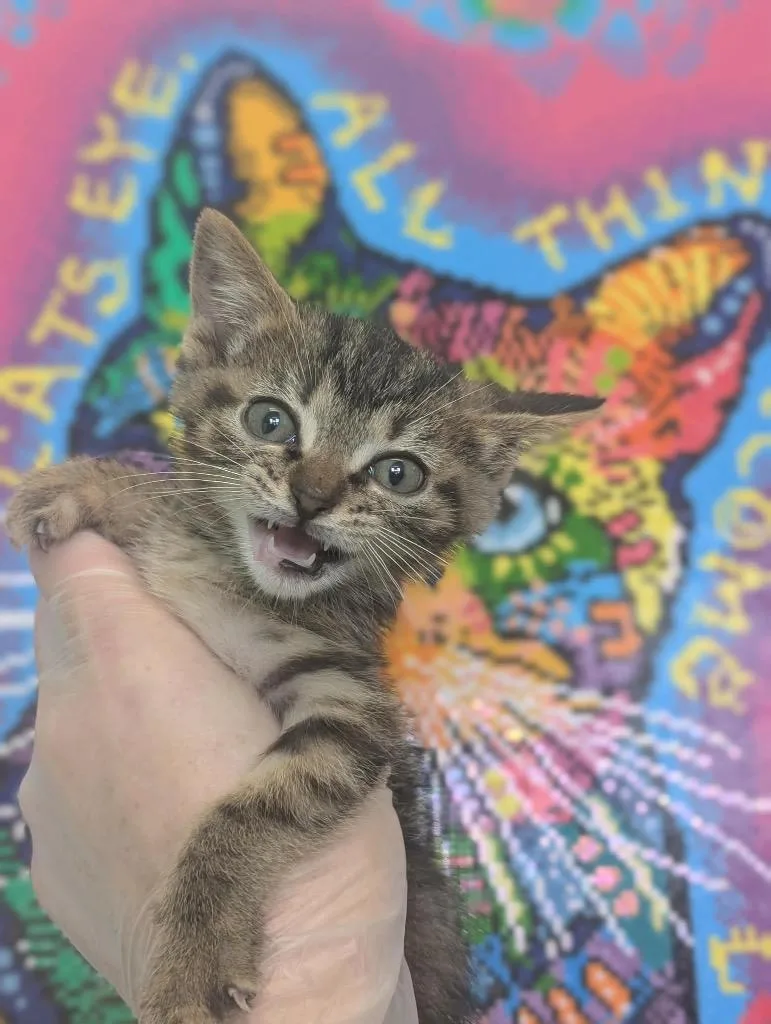 Tiger Lily thumbnail 4