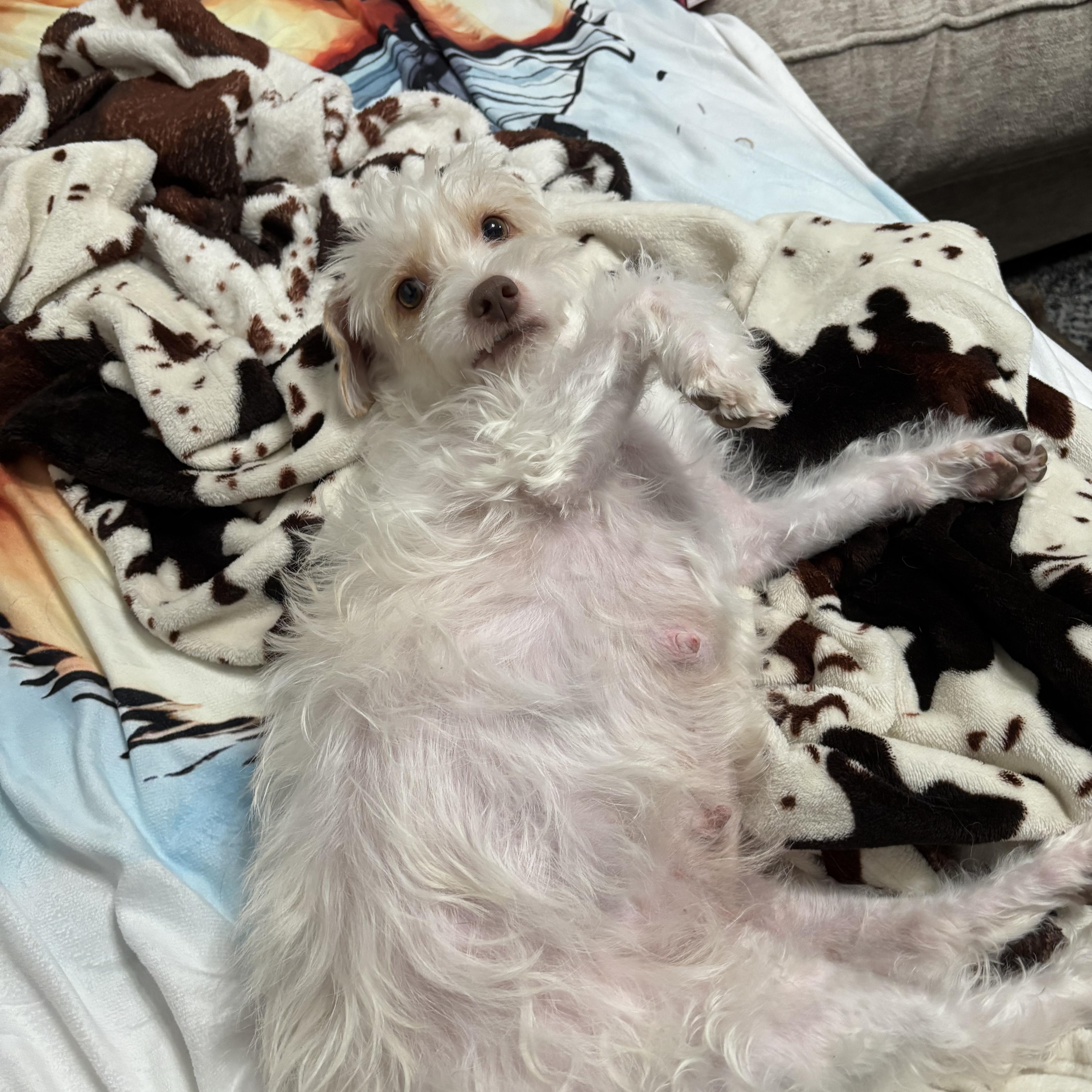 Lucy thumbnail 2