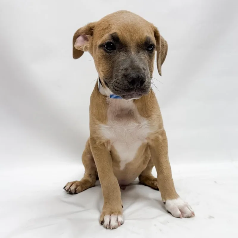 A baby small-sized male Pit Bull Terrier dog named Fred for adoption in Parker, CO