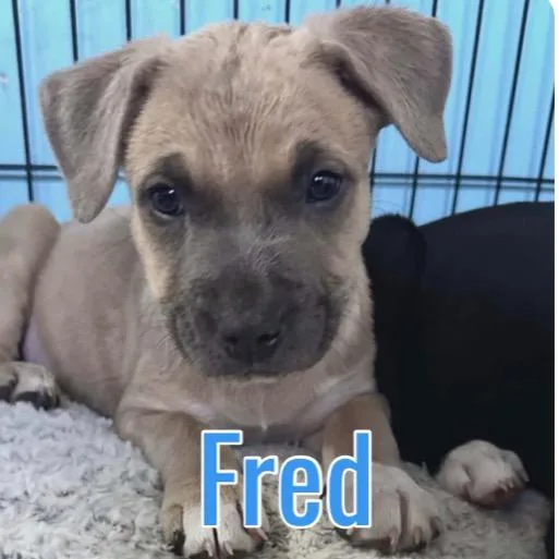 Fred thumbnail 4