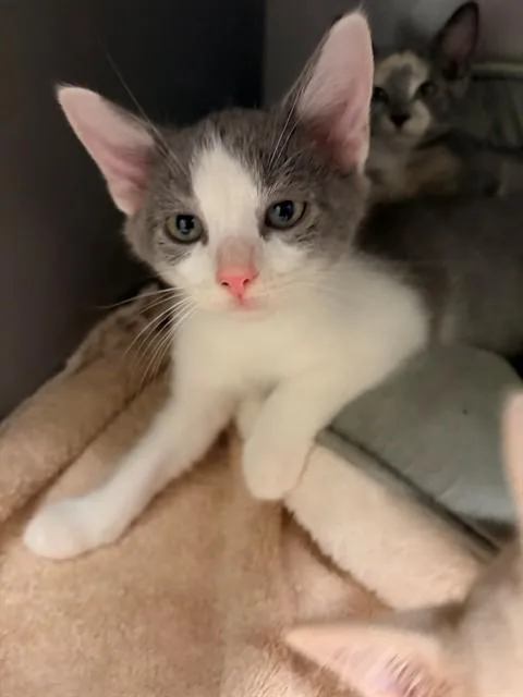 A baby small-sized male Domestic Short Hair cat named Nestor for adoption in Leesburg, VA