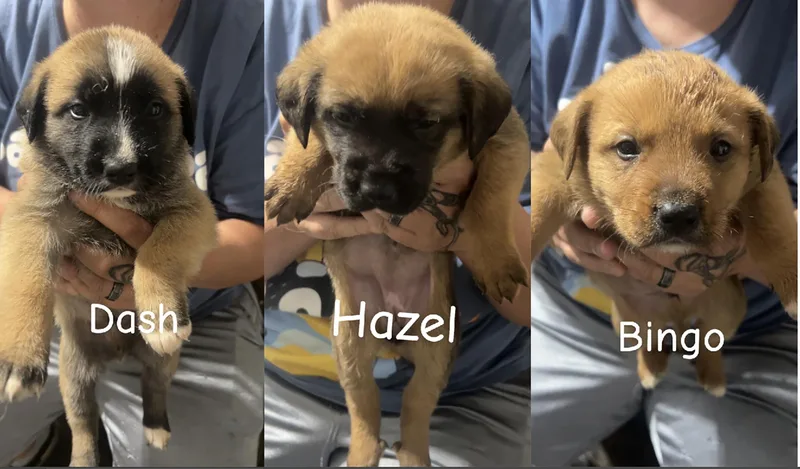 Bingo  Hazel  thumbnail 3