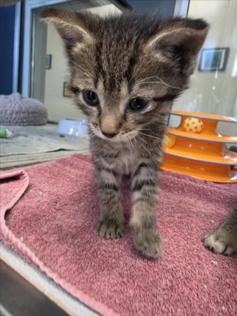 A baby small-sized female Domestic Short Hair cat named Nora for adoption in Tracy, CA