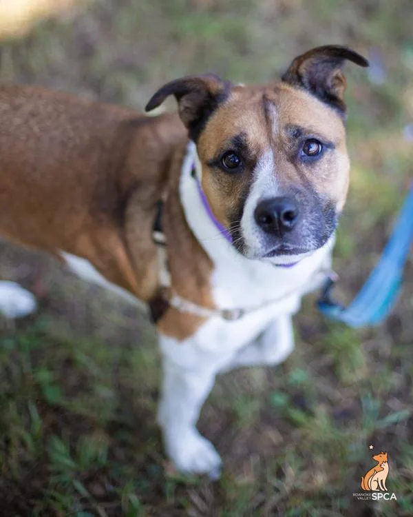 An adult medium-sized female Hound dog named Freya for adoption in Roanoke, VA