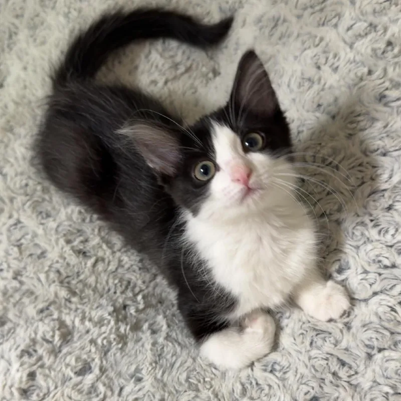 A baby small-sized female Black Domestic Medium Hair cat named Rhiannon for adoption in Houston, TX