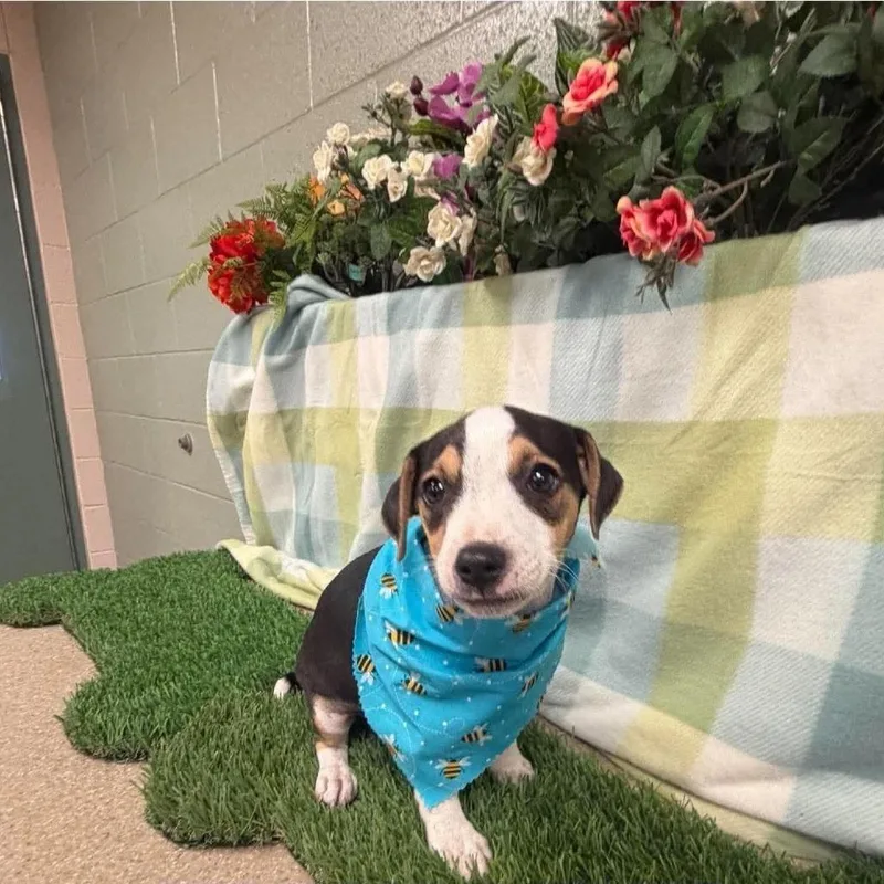 A baby medium-sized male Black American Staffordshire Terrier dog named Toad for adoption in Turlock, CA