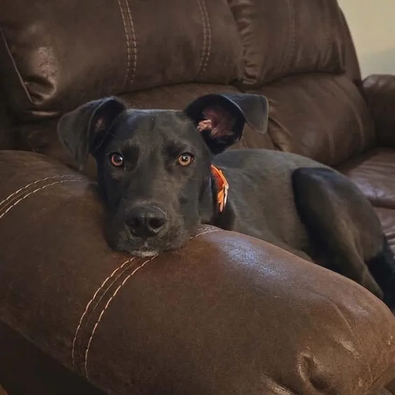 A young medium-sized male Black Black Labrador Retriever dog named Max for adoption in Rochester, MN
