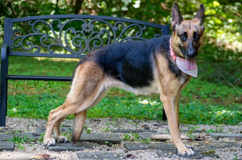An adult medium-sized female Black German Shepherd Dog dog named Mouse for adoption in Sevierville, TN