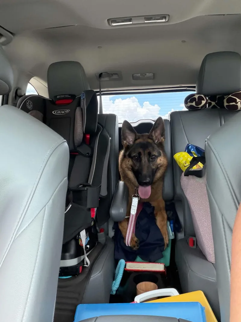 An adult medium-sized female German Shepherd Dog dog named Olive for adoption in Mount Pleasant, SC