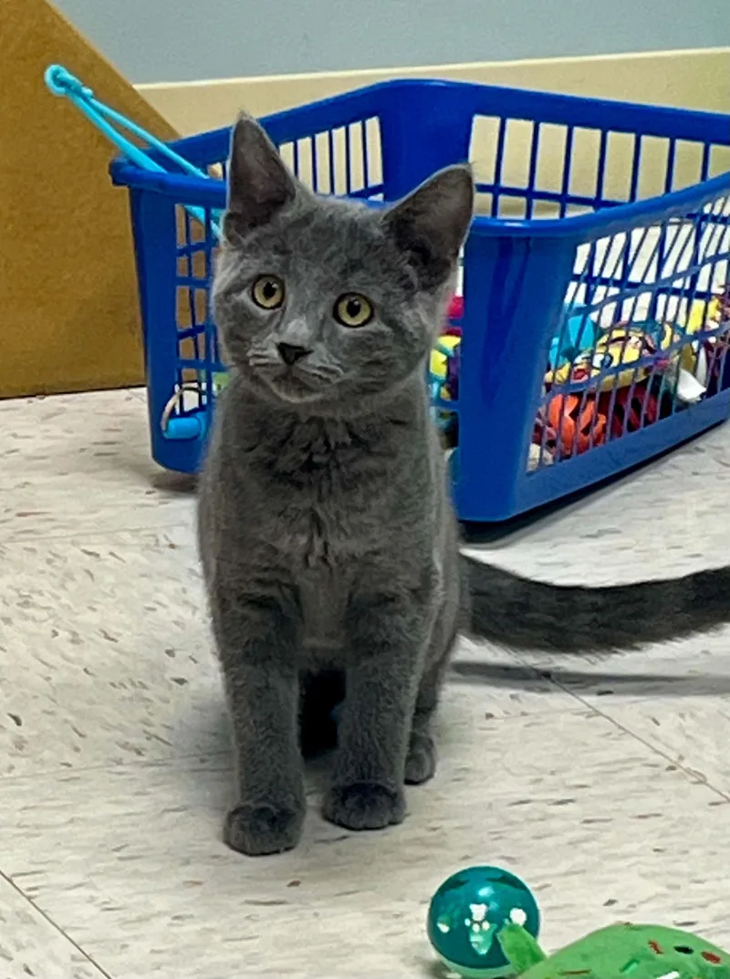 A baby medium-sized female Gray / Blue / Silver Domestic Short Hair cat named Sissy for adoption in Chambersburg, PA