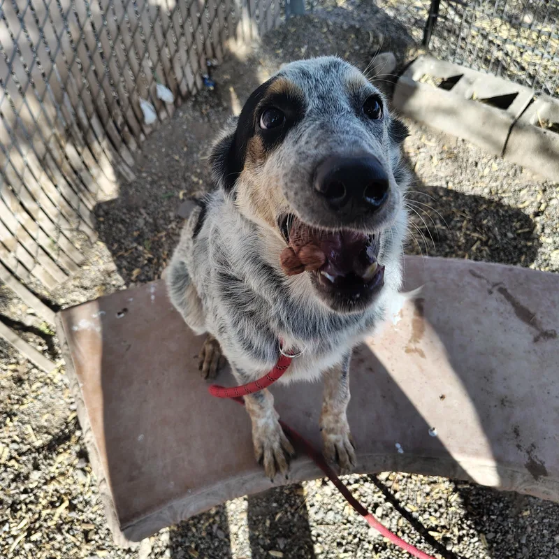 A young medium-sized male Australian Cattle Dog / Blue Heeler dog named Stetson for adoption in Parker, AZ