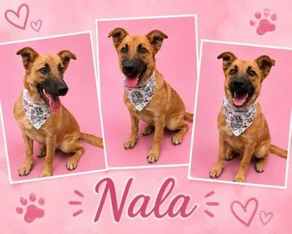 Nala