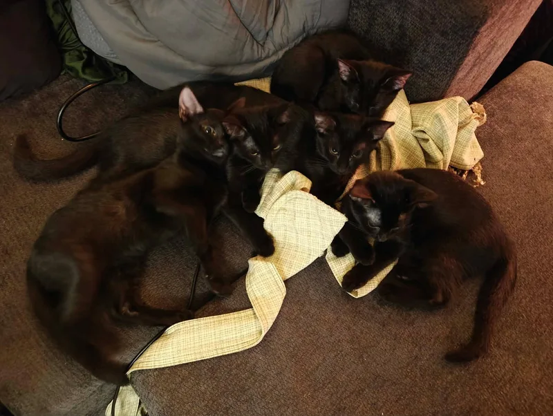 Pila