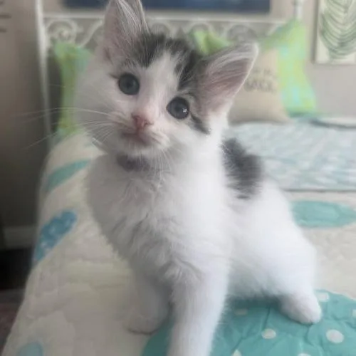 A baby small-sized female Domestic Medium Hair cat named Bunny for adoption in Georgetown, KY