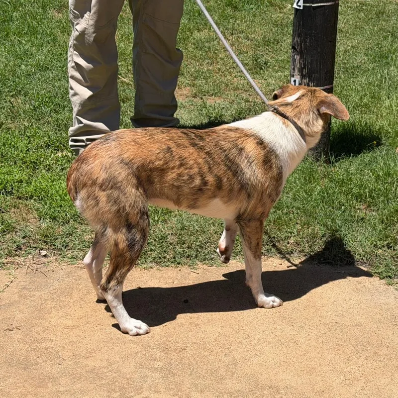 An adult medium-sized female Brindle Mixed Breed dog named Bridget for adoption in Denison, TX