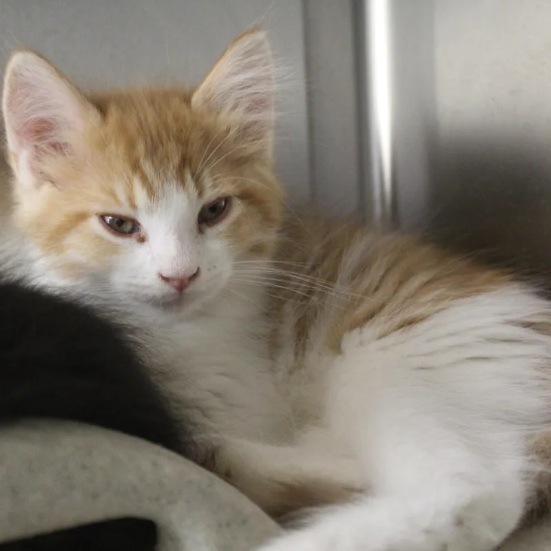 A baby medium-sized male Orange & White Domestic Medium Hair cat named Dallas for adoption in Yucca Valley, CA