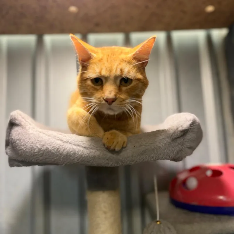 An adult medium-sized male Orange / Red American Shorthair cat named Popcorn for adoption in Collinsville, OK