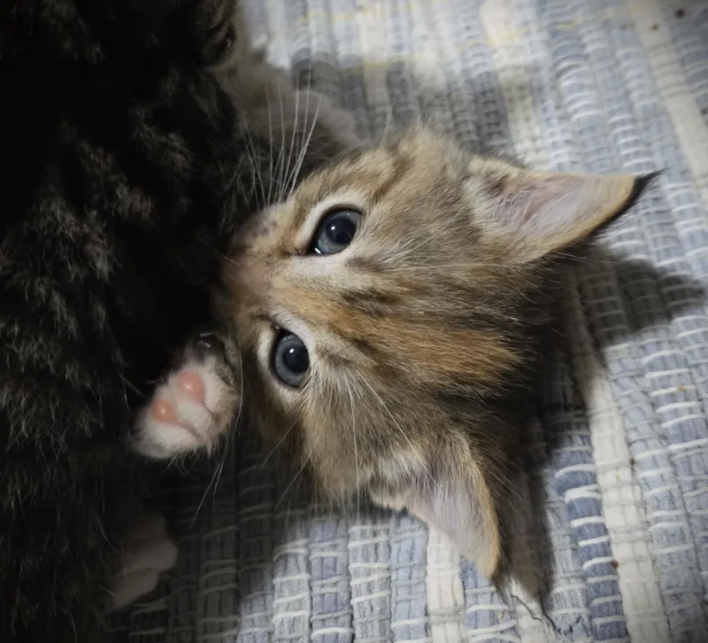 A baby small-sized female Calico Domestic Long Hair cat named Penny for adoption in Mankato, MN