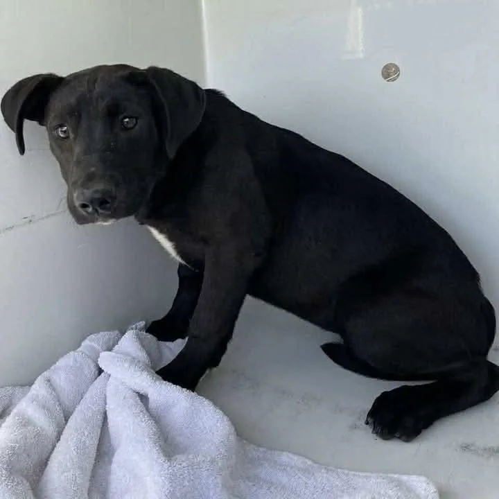 A baby medium-sized female Tricolor (Brown, Black, & White) Labrador Retriever dog named Crown Jewel A for adoption in Silsbee, TX