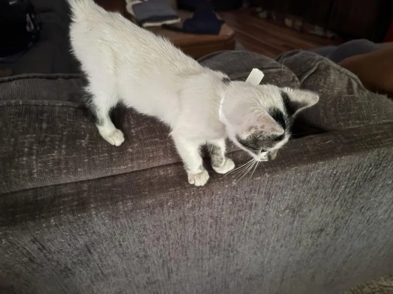 A baby medium-sized female Domestic Short Hair cat named Snowy for adoption in Oviedo, FL