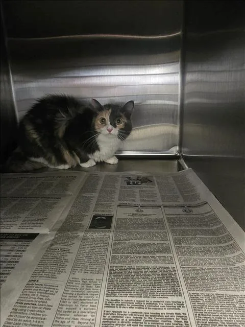 A young medium-sized female Domestic Medium Hair cat named Peaches for adoption in Houston, TX