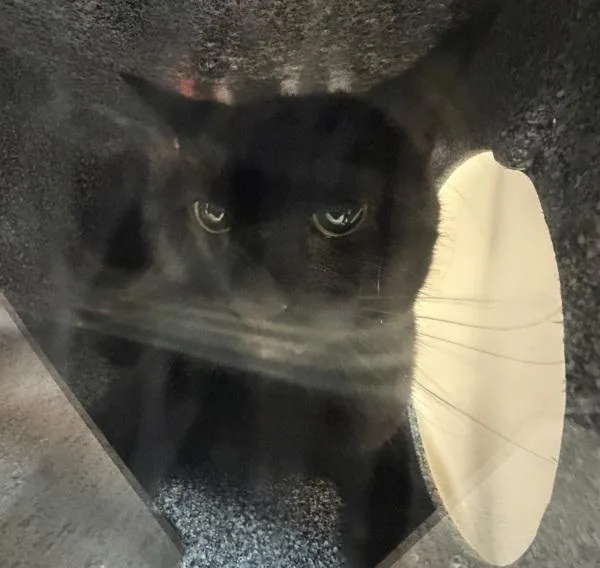 An adult medium-sized female Domestic Short Hair cat named Paris for adoption in New York, NY