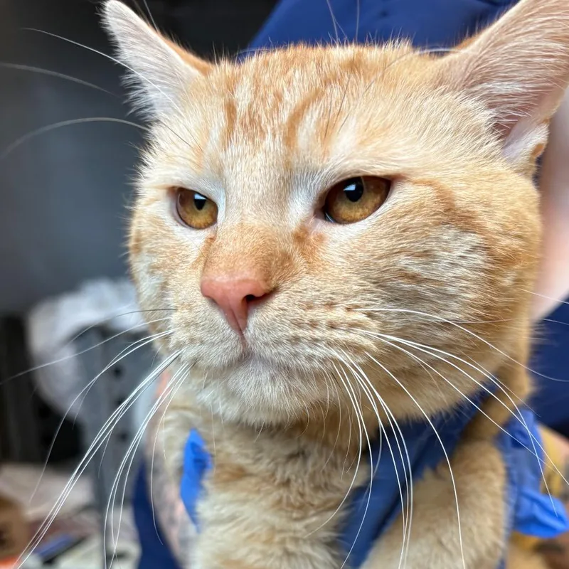 An adult large-sized male Orange / Red Domestic Short Hair cat named Catrick Swayze for adoption in Birdsboro, PA