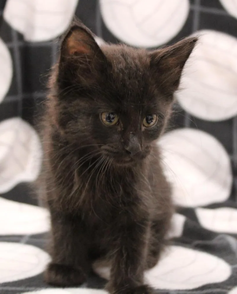 A baby medium-sized male Domestic Short Hair cat named Gouda for adoption in Vacaville, CA