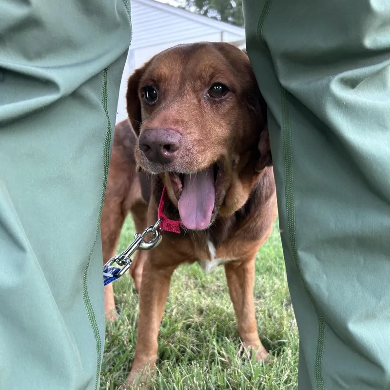 An adult medium-sized female Brown / Chocolate Mixed Breed dog named Tort for adoption in Fredericksburg, VA