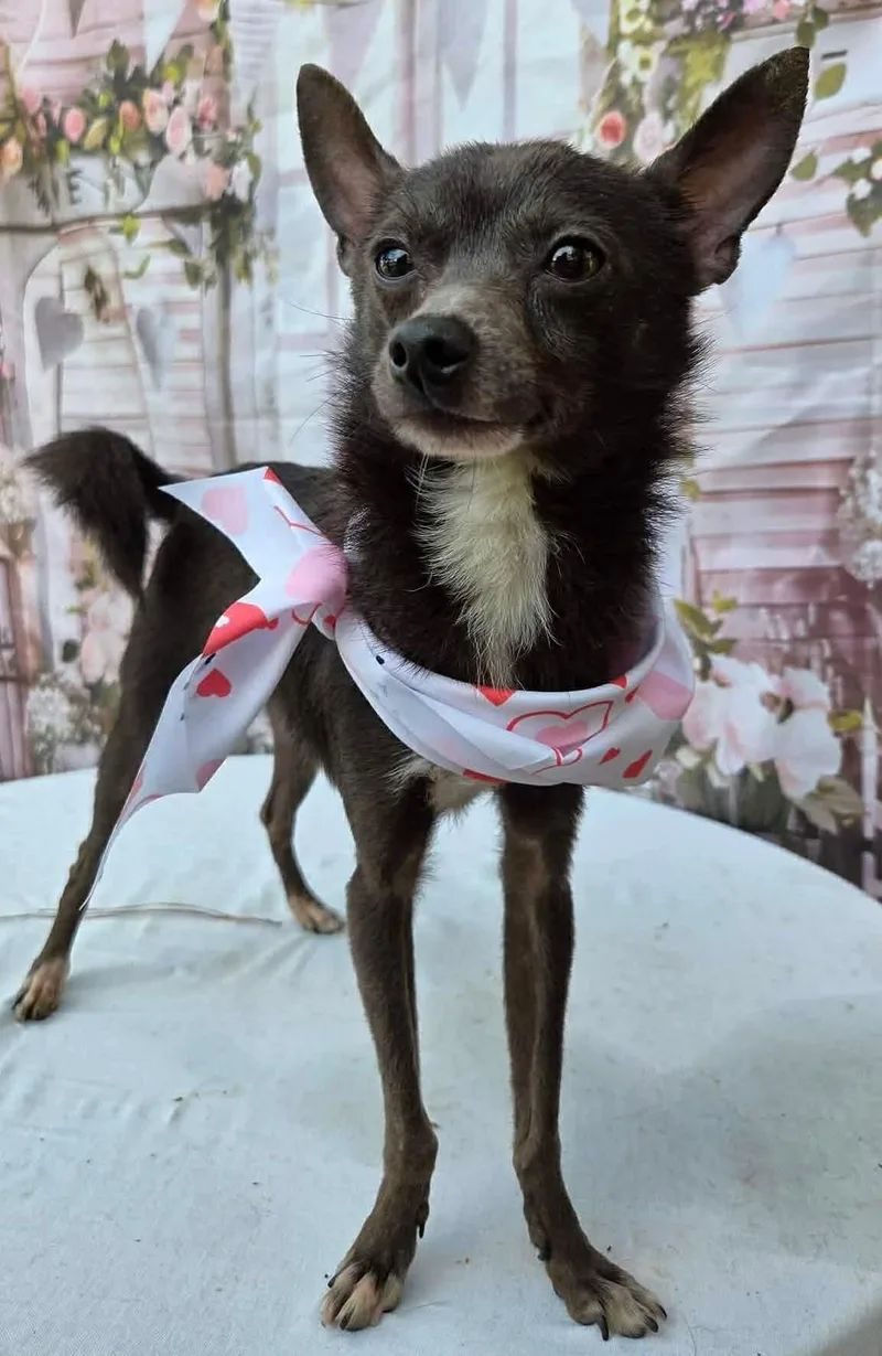 An adult small-sized male Black Chiweenie dog named Spinner for adoption in Eatontown, NJ